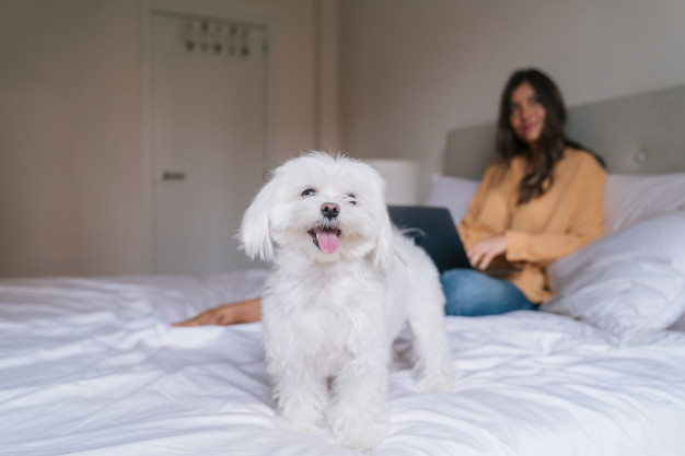 hermosa mujer que trabaja computadora portatil casa su perro 139317 88